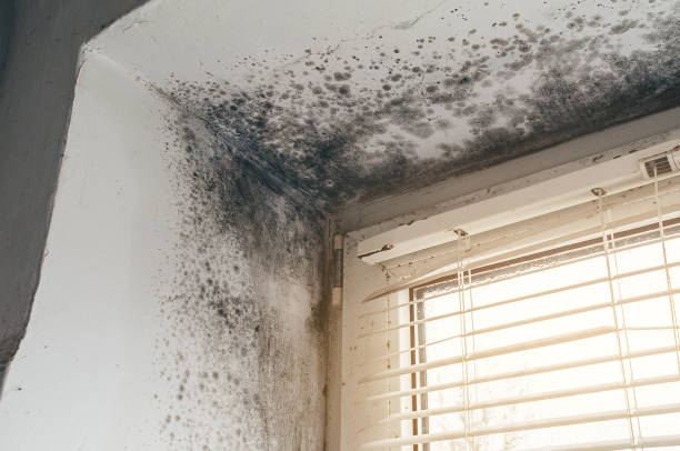 Affordable Mold Removal solutions in Greenville, TX